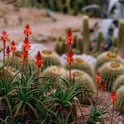 Wilpena Room Mist in Cactus Flower