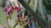 Wilpena in Cactus Flower