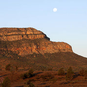 Wilpena in Cactus Flower