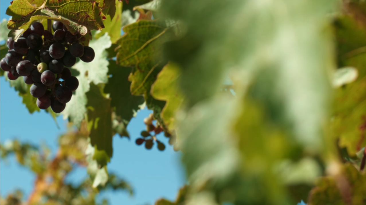 barossa.png