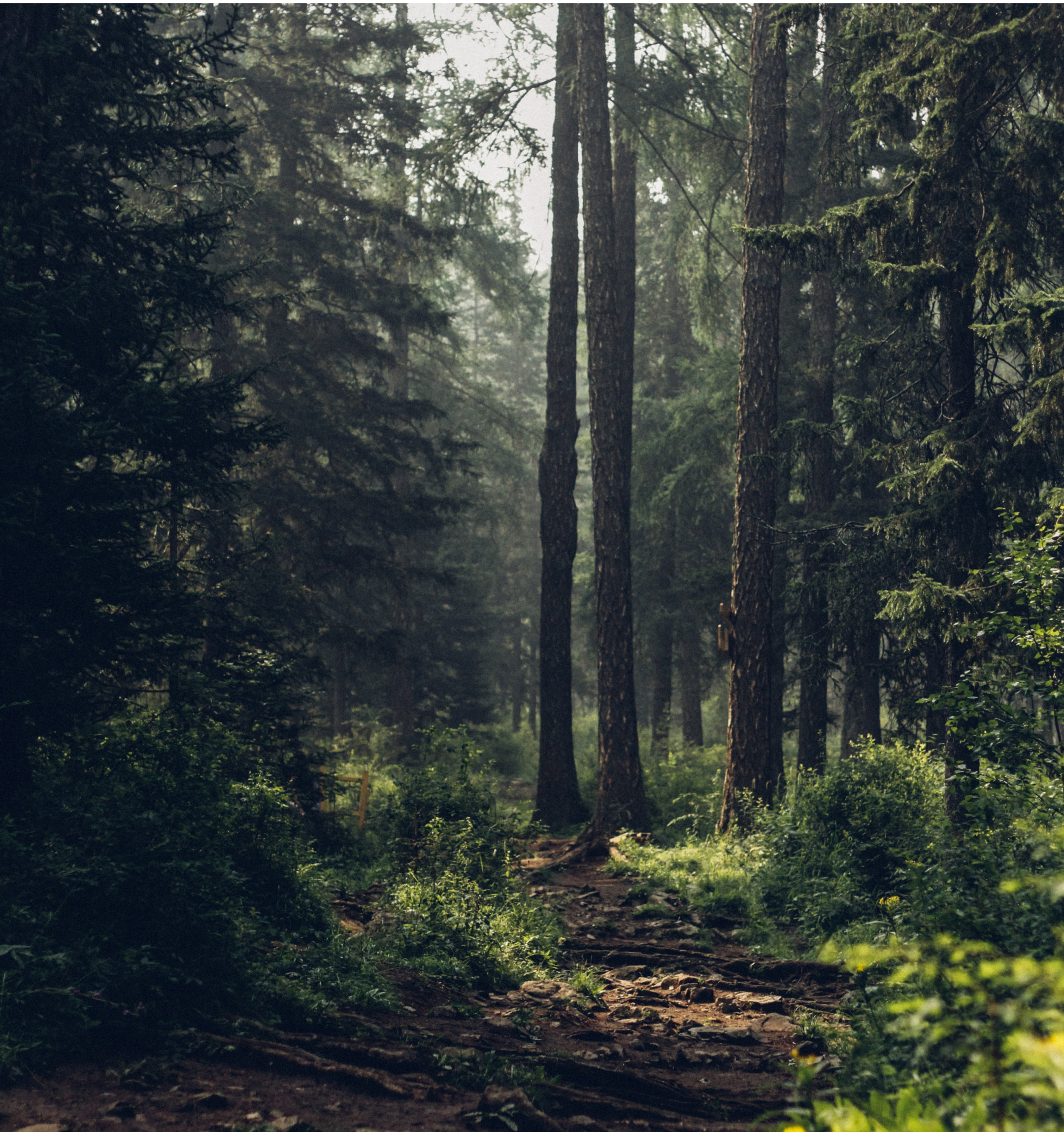 forest_28203b4a-bad0-44ab-8d66-64a495461192.png