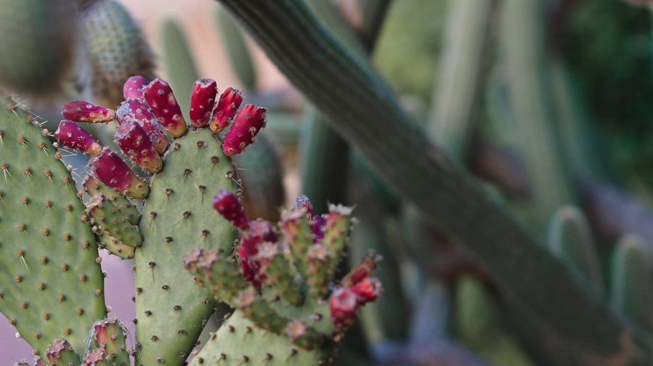 Wilpena in Cactus Flower