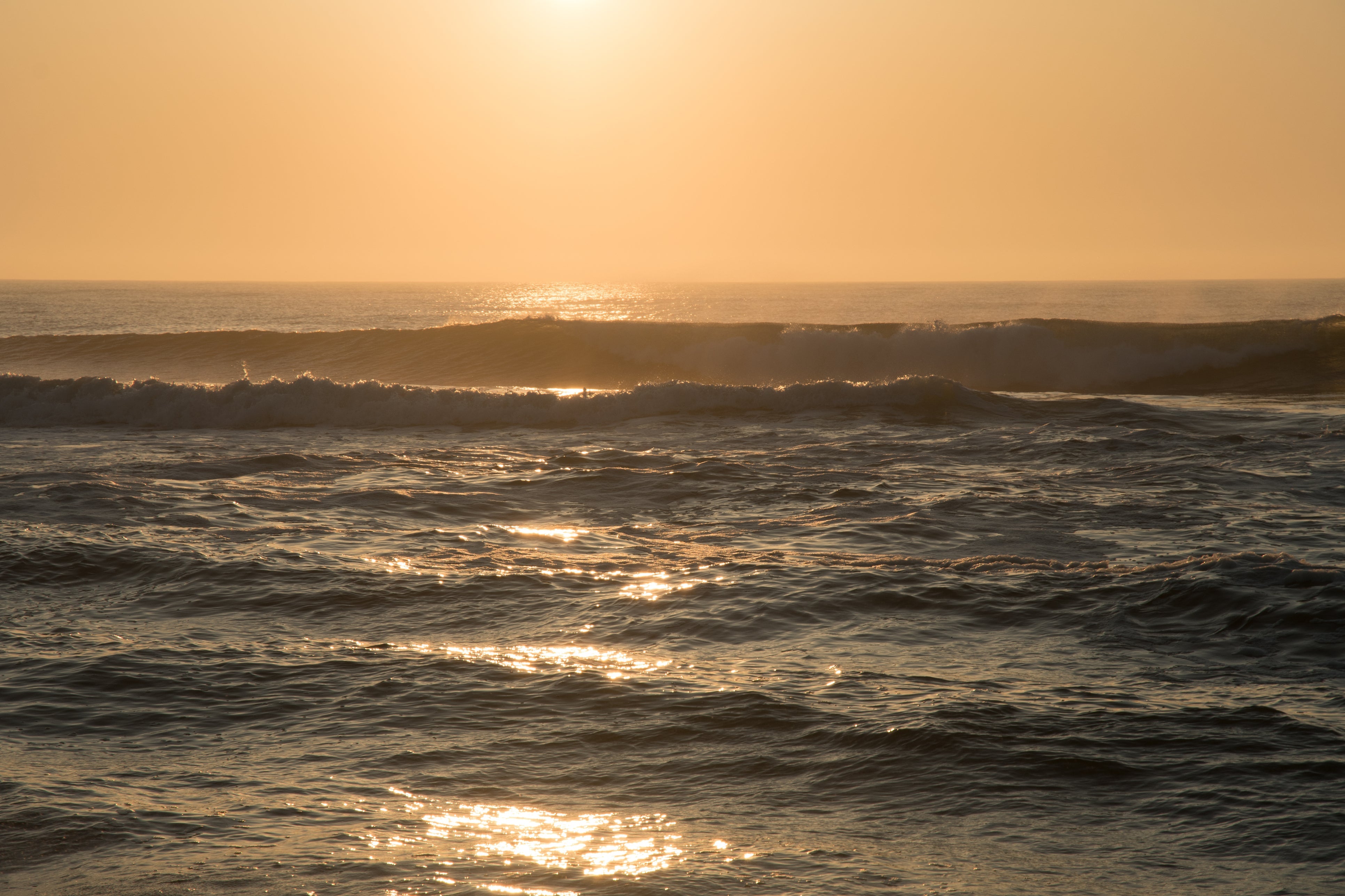 Esperance in Coastal Wattle & Amber Sun