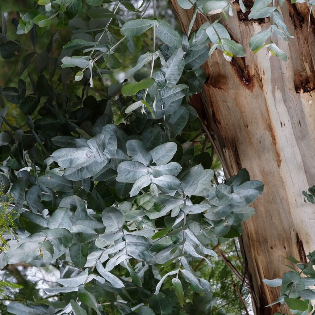 Otways Room Mist in Bush Botanicals