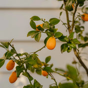 The Everyday Ritual Bundle ~ Freycinet in Coastal Moss & Sea Salt